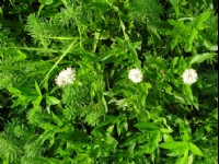 三朵白花<br/> 摄影：老山羊