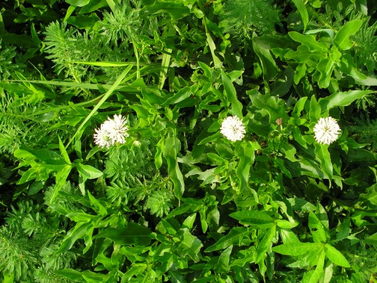 三朵白花 摄影：老山羊