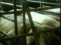 猪舍里的哀怨<br/> 摄影：郭香妙