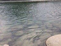 梅花湖<br/> 摄影：陳皮梅