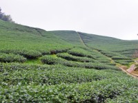 八卦茶園<br/> 攝影：Eva隨手拍