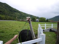 瑞穗牧场<br/> 摄影：Jacky