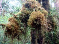 樹木長滿樹苔<br/> 攝影：余燕鳳