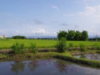 石板橋週邊田間景色<br/> 攝影：Eva隨手拍