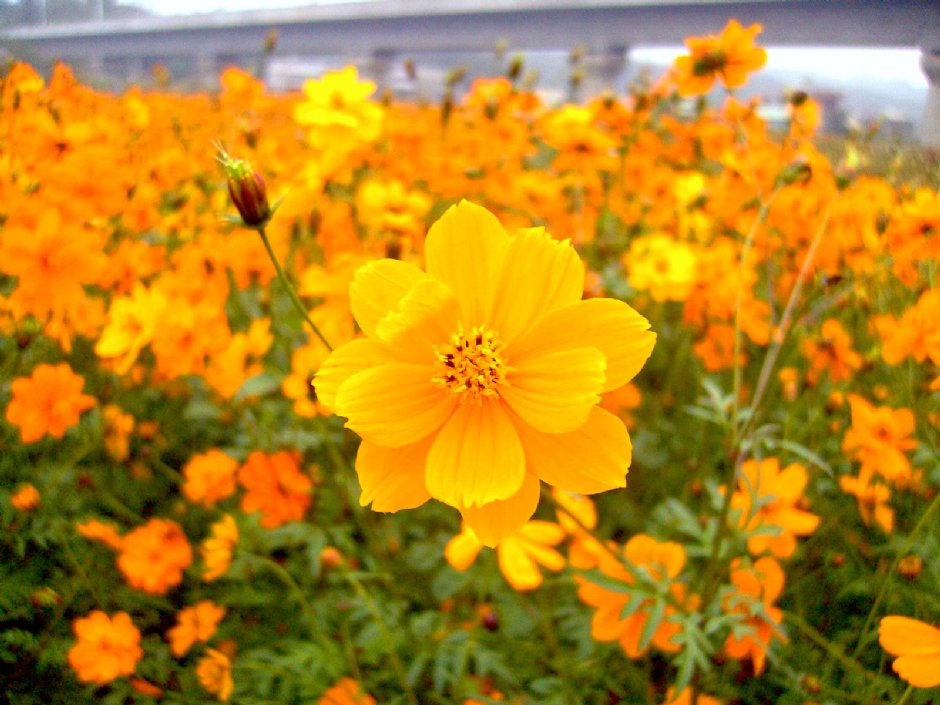 通霄金果乳香花海 攝影：Eva隨手拍