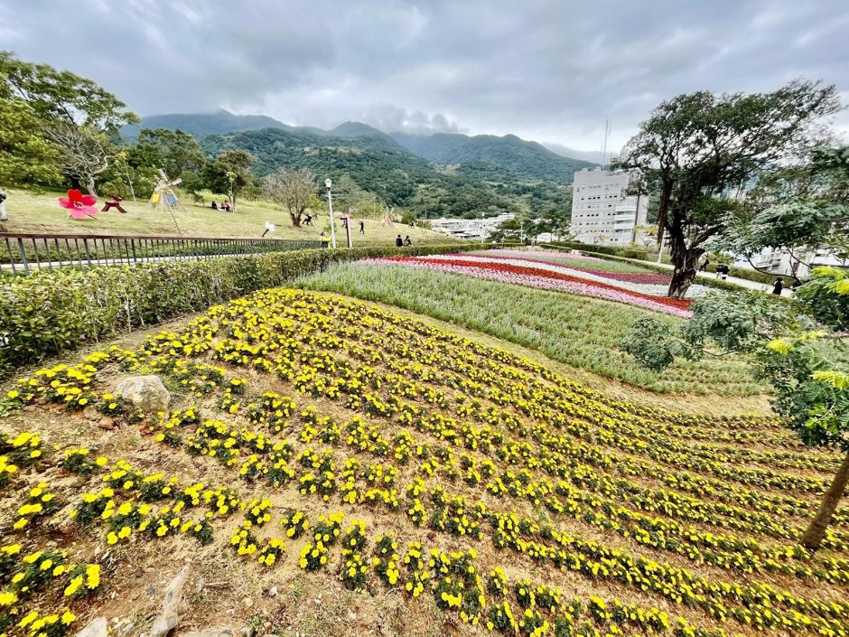 北投社三层崎公园大片花海被誉为台版富良野 摄影：Eva隨手拍