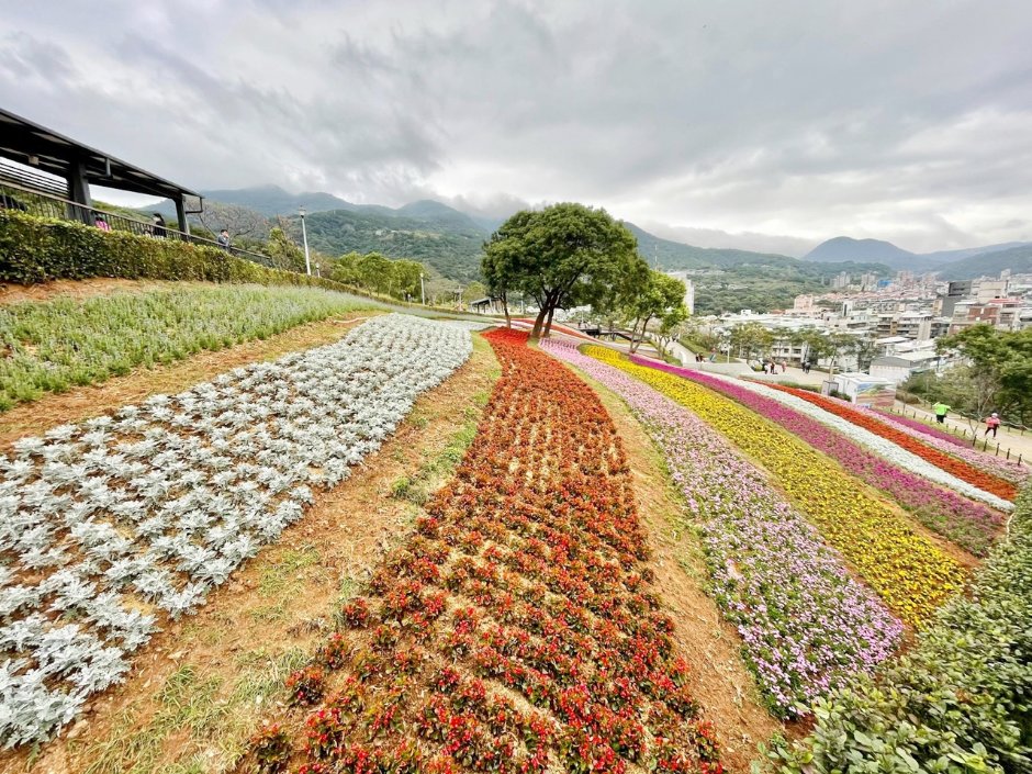 北投社三层崎公园大片花海被誉为台版富良野 摄影：Eva隨手拍