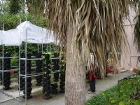 新化植物園立體植栽<br/> 攝影：旅遊王攝影組