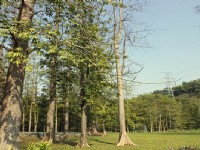 平和吉貝木棉林<br/> 攝影：沿山休閒農業區協會