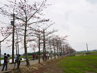 林初埤木棉花道<br/> 摄影：旅遊王攝影組
