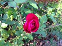 都会公园盛开的花卉<br/> 摄影：Kate