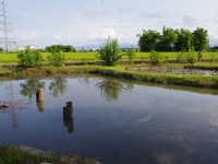 石板橋週邊田間景色<br/> 攝影：Eva隨手拍
