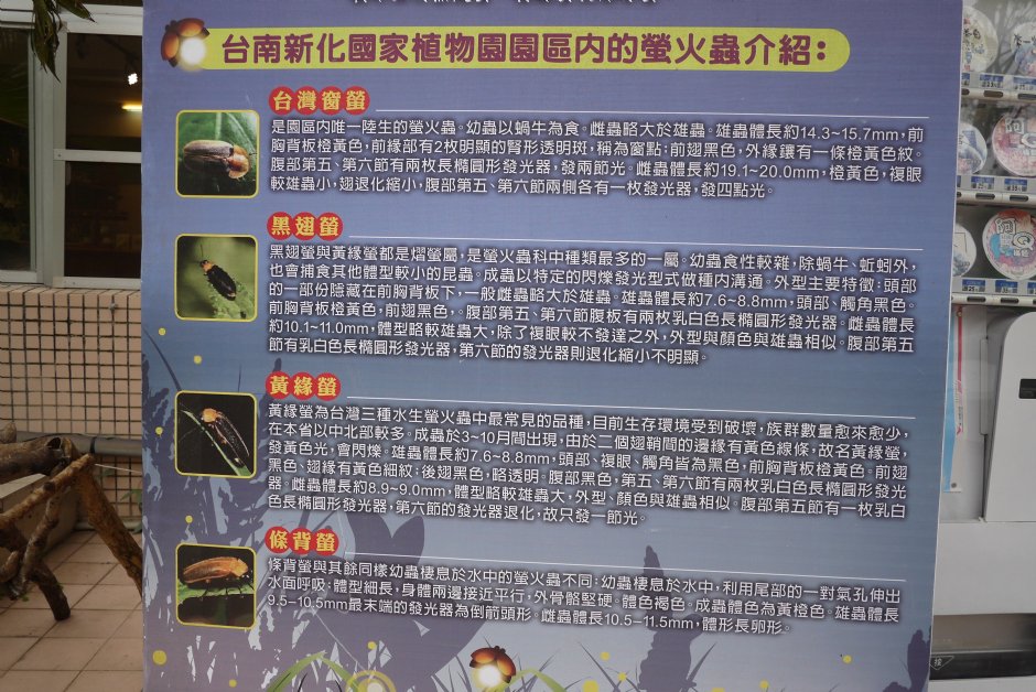 新化植物園螢火蟲介紹 攝影：旅遊王攝影組