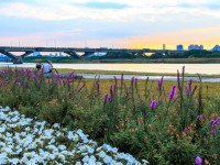 延平河濱公園（2023花海）<br/> 攝影：圖片來源_台北市政府工務局水利處官網