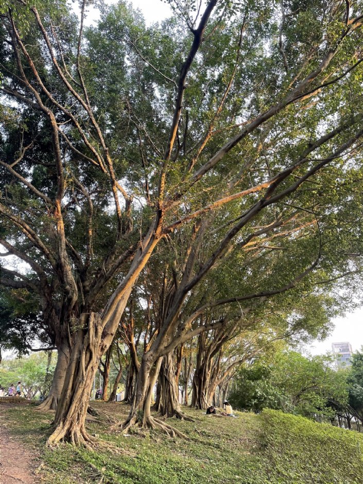 Photo:Eva隨手拍