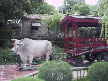 牛車 攝影：郭香妙