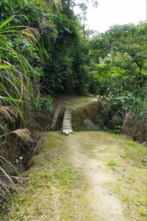 永和山水库赏桐秘境 摄影：Eva隨手拍