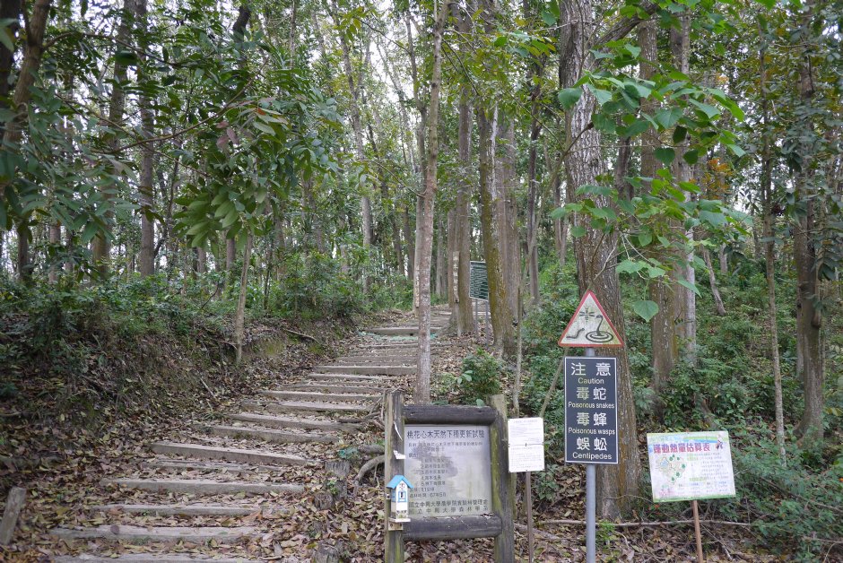 桃花心木林步道 攝影：旅遊王攝影組