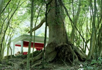 二寮神木 摄影：呂玫瑢