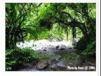 闊葉林中的樟楠類植物<br/> 攝影：跟著小野郎出走