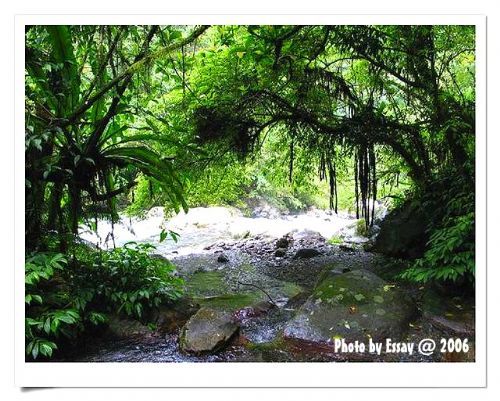 闊葉林中的樟楠類植物 攝影：跟著小野郎出走