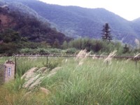 曲冰遗址一景<br/> 摄影：南投縣政府