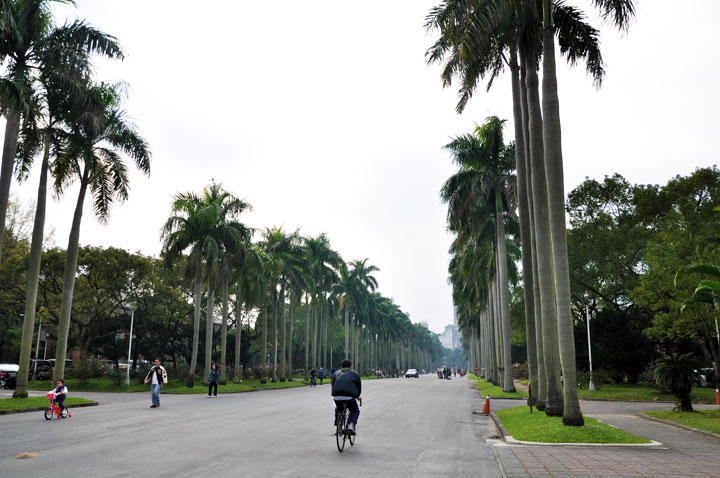 台大椰林大道.... 摄影：amo