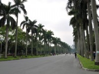 台大椰林大道....<br/> 摄影：amo