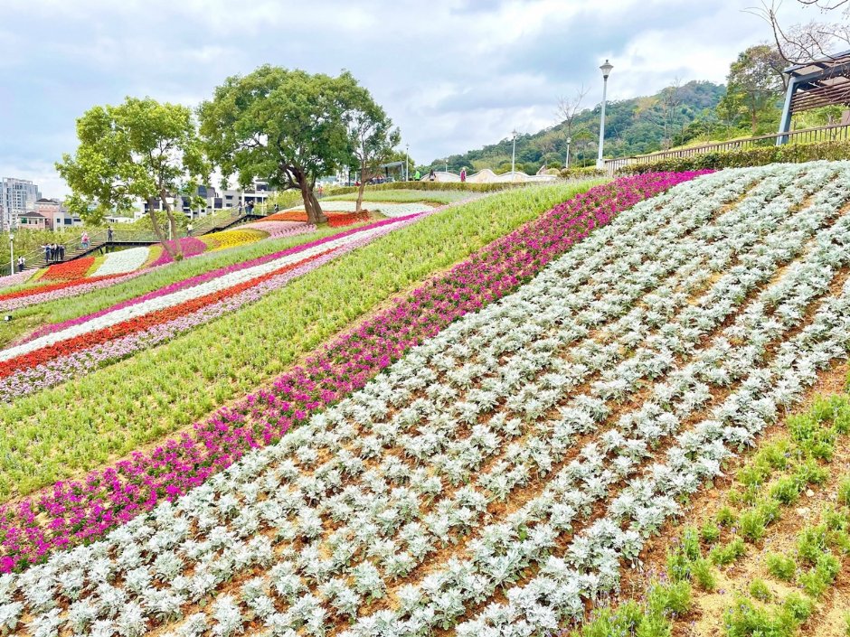 北投社三层崎公园大片花海被誉为台版富良野 摄影：Eva隨手拍