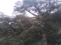 大鐵杉<br/> 攝影：Lu