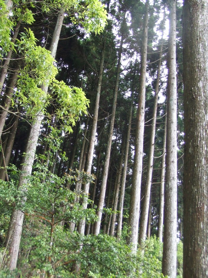 野马瞰山步道 摄影：Lu