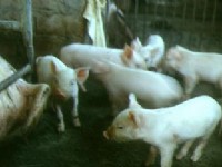 小猪哥<br/> 摄影：郭香妙
