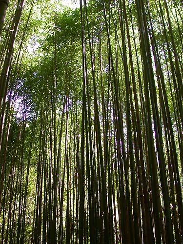 Photo:阿英的登山小站