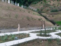 雅闻七里香玫瑰森林<br/> 摄影：Eva隨手拍