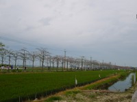林初埤木棉花道<br/> 攝影：旅遊王攝影組