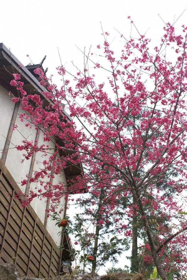 内湖国小种植樱花树 摄影：Eva隨手拍