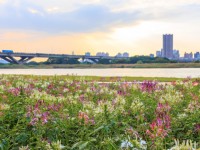 延平河濱公園（2023花海）<br/> 攝影：圖片來源_台北市政府工務局水利處官網