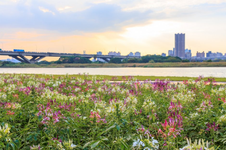 延平河濱公園（2023花海） 攝影：圖片來源_台北市政府工務局水利處官網