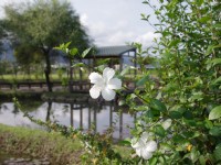 石板橋週邊田間景色<br/> 攝影：Eva隨手拍