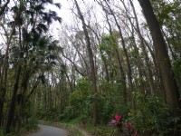 新化植物園<br/> 攝影：旅遊王攝影組