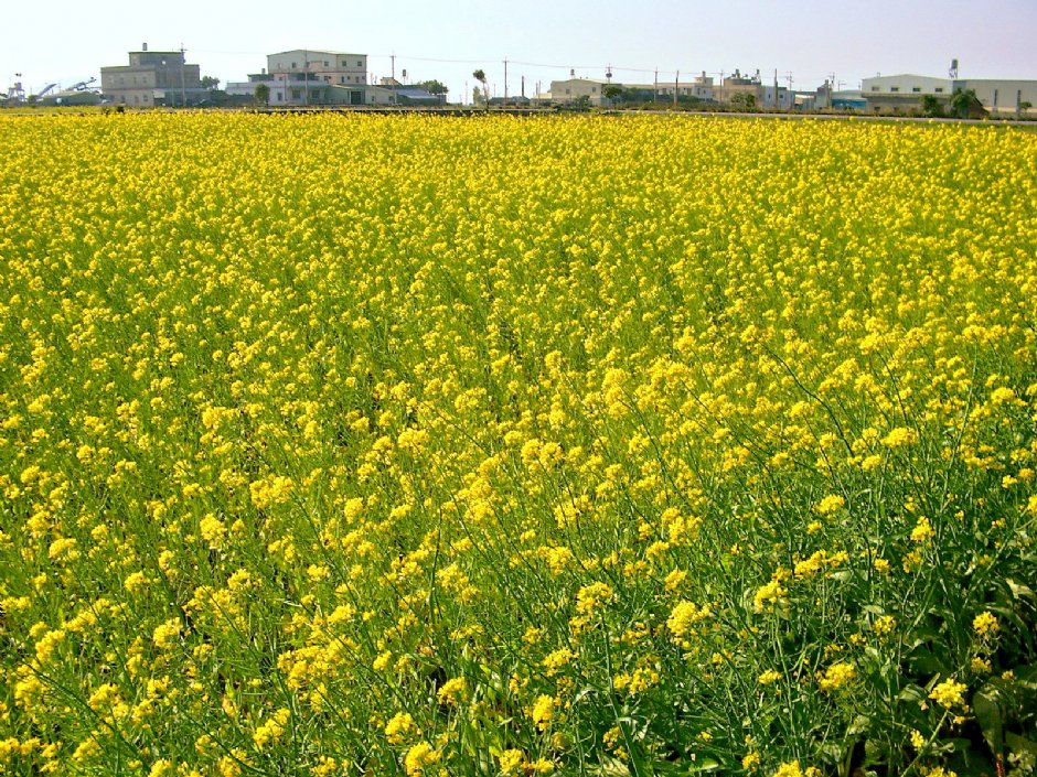 通霄油菜花 攝影：Eva隨手拍