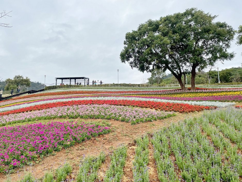 北投社三层崎公园大片花海被誉为台版富良野 摄影：Eva隨手拍