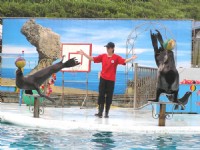 海獅表演<br/> 攝影：野柳海洋世界