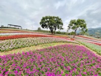 北投社三层崎公园大片花海被誉为台版富良野<br/> 摄影：Eva隨手拍