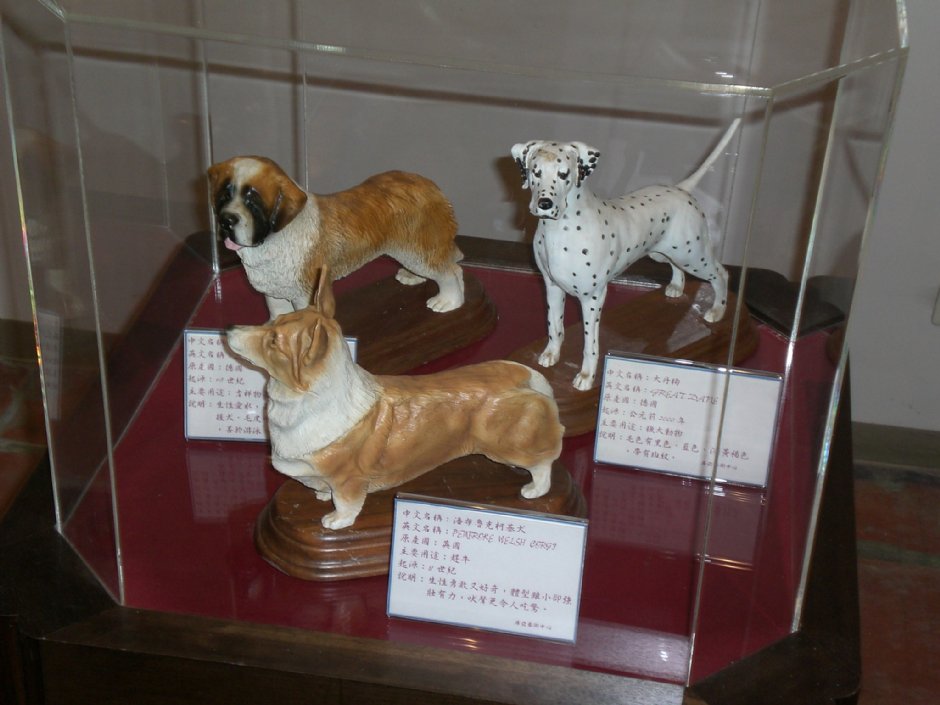 名犬模型 攝影：amo