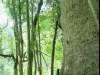 巨木旁的小枝<br/> 摄影：呂玫瑢