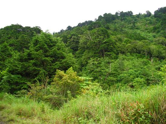 青山綠葉 攝影：老山羊資訊網