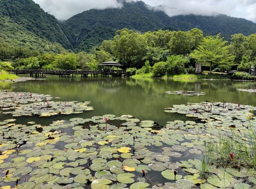 羅山大魚池-羅山大魚池 (2021.08 攝)