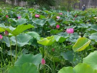 新月桥下莲花池<br/> 摄影：Eva隨手拍