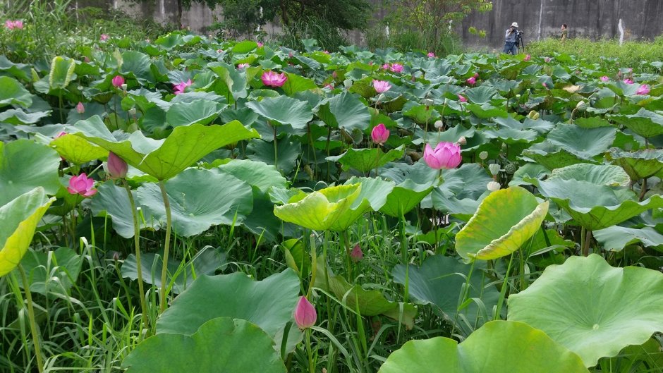 新月桥下莲花池 摄影：Eva隨手拍